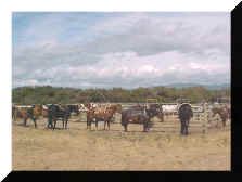 Horses Wanting Riders!